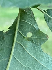 Andricus chinquapin
