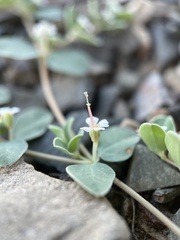 Euphorbia albomarginata