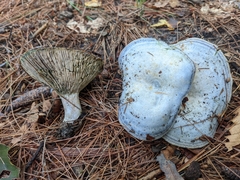 Lactarius indigo