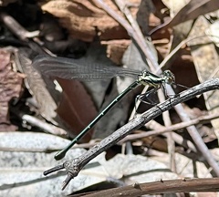 Austroargiolestes icteromelas