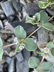 Euphorbia albomarginata