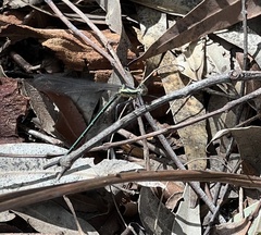 Austroargiolestes icteromelas