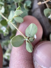 Euphorbia albomarginata