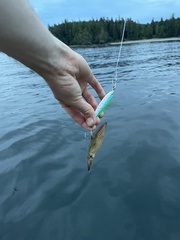 Doryteuthis opalescens