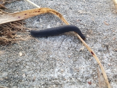 Belocaulus angustipes