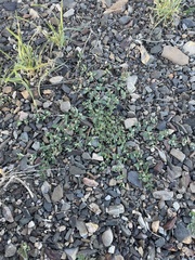 Euphorbia albomarginata