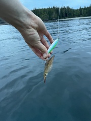 Doryteuthis opalescens