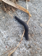 Belocaulus angustipes