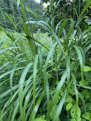Miscanthus sinensis