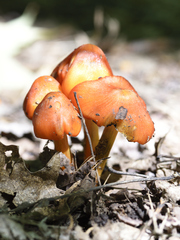 Hygrocybe coccinea