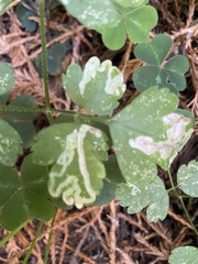 Phytomyza tiarellae