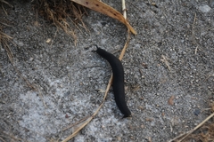 Belocaulus angustipes