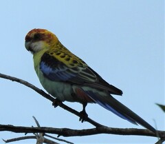 Platycercus eximius x adscitus