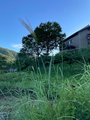 Miscanthus sinensis