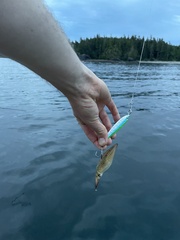 Doryteuthis opalescens