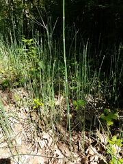 Equisetum hyemale