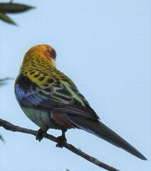 Platycercus eximius x adscitus