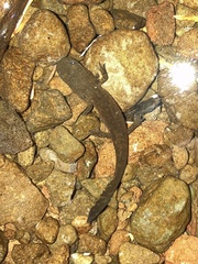 Dicamptodon tenebrosus