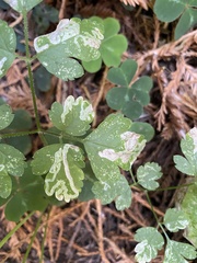 Phytomyza tiarellae