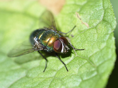 Lucilia illustris
