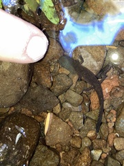 Dicamptodon tenebrosus