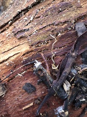 Lithobiomorpha