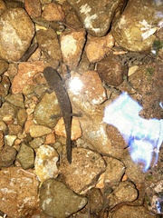 Dicamptodon tenebrosus