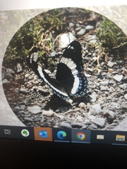 Limenitis arthemis arthemis