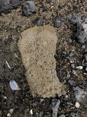 Porifera