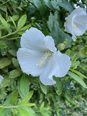 Hibiscus syriacus