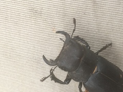 Lucanus mazama