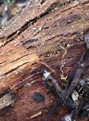 Lithobiomorpha