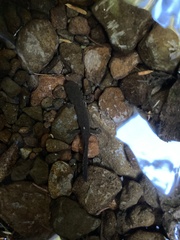 Dicamptodon tenebrosus