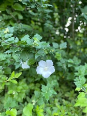 Hibiscus syriacus