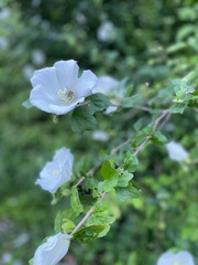 Hibiscus syriacus