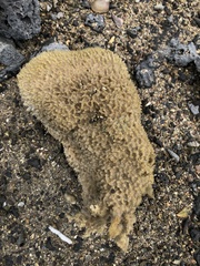 Porifera