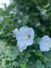 Hibiscus syriacus