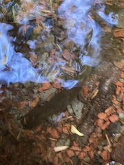 Dicamptodon tenebrosus