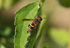 Euodynerus hidalgo