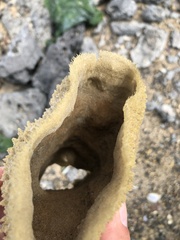Porifera