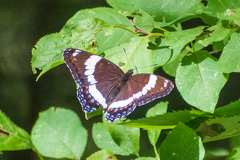 Limenitis arthemis arthemis