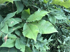 Carya ovata