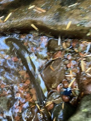 Dicamptodon tenebrosus