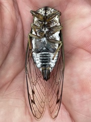 Neotibicen linnei