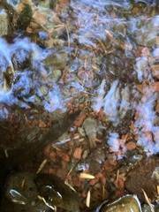 Dicamptodon tenebrosus