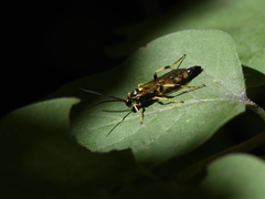 Cratichneumon
