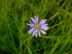 Symphyotrichum robynsianum