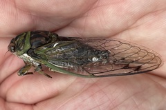 Neotibicen linnei