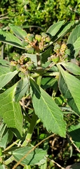 Euphorbia davidii