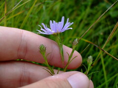 Symphyotrichum robynsianum